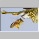 Apis mellifera - Honigbiene 08.jpg